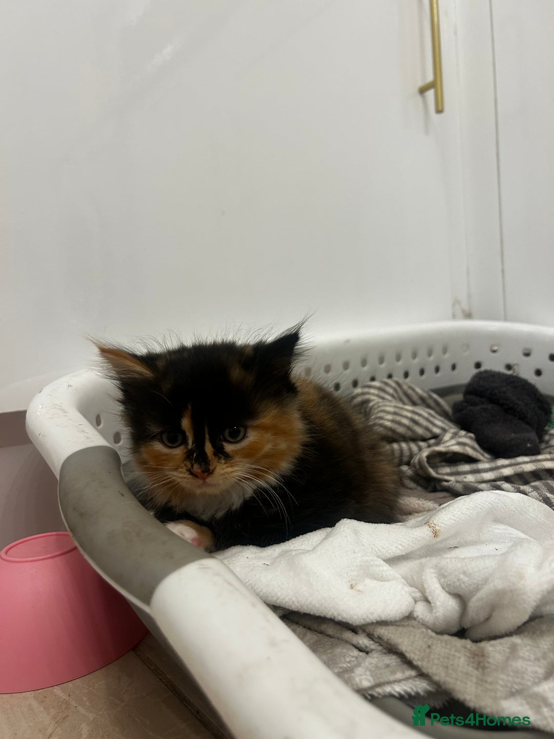 Mixed Breed cats for sale: 8 week old kittens ready for forever home - Advert 10