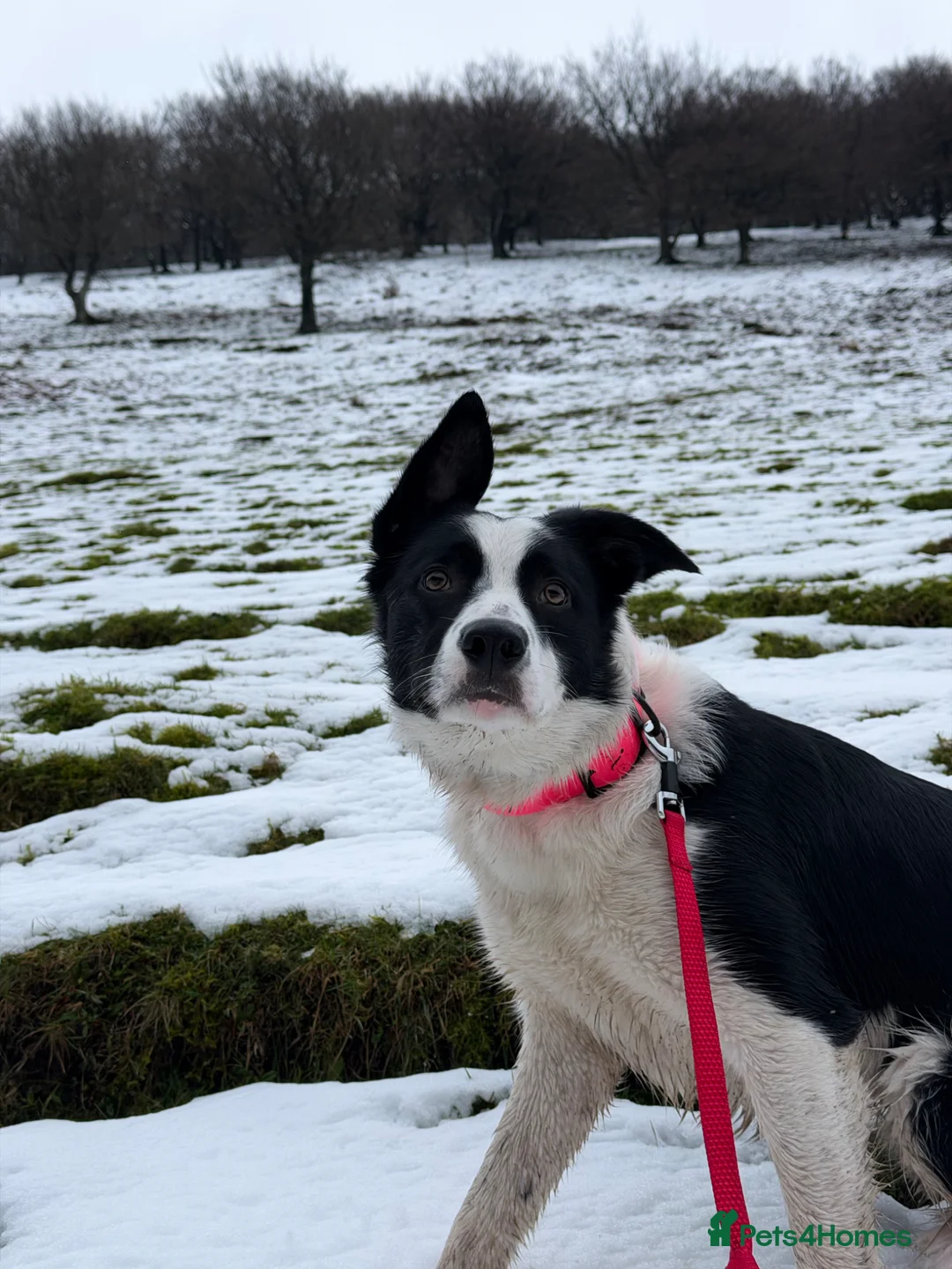 Border Collie dogs for sale: 12 month old border collie in Abertillery - Advert 1