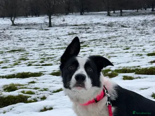 Border Collie dogs 12 month old border collie - Advert 5