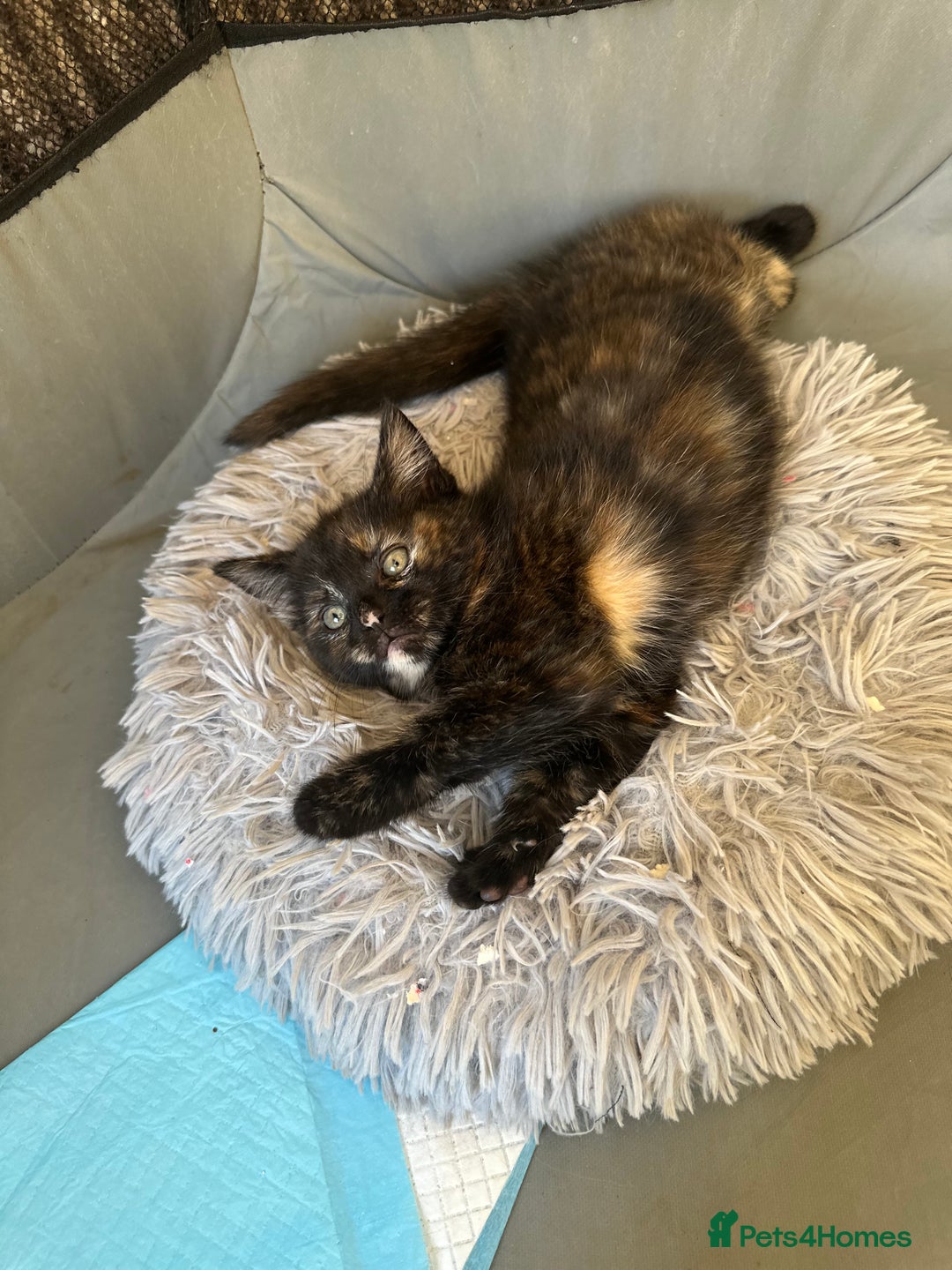 Mixed Breed cats for sale: FOR SALE! Four beautiful fluffy kittens  - Advert 6