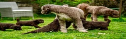 Spanish Water Dog dogs for sale: KC Spanish Water Dog Pups-Coastal Raised with ENS  - Advert 5