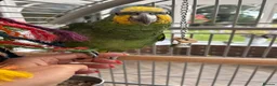 Parrots birds for sale: Beautiful orange winged Amozon  - Advert 4