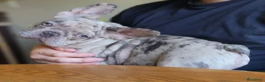 French Bulldog 1
