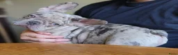 French Bulldog dogs for sale: Beautiful French Bulldog Puppies in Birmingham - Advert 3