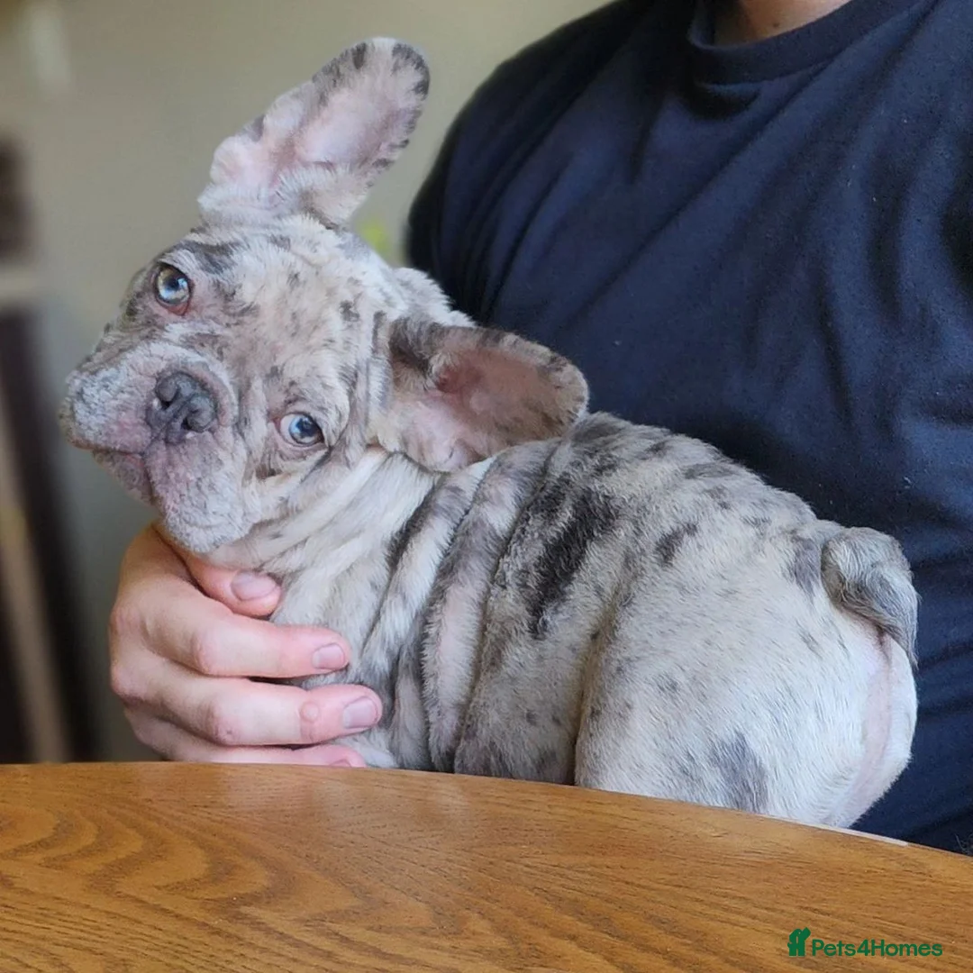 French Bulldog dogs for sale: Beautiful French Bulldog Puppies in Birmingham - Advert 3