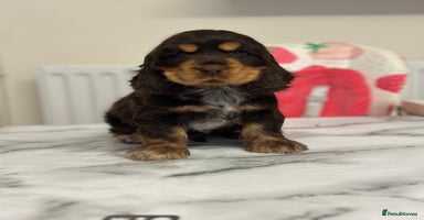 Cocker Spaniel dogs - Advert 2