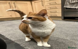 Domestic Shorthair cats for sale: Ginger & White Cat - Advert 1