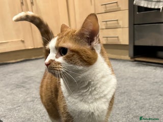Domestic Shorthair cats Ginger & White Cat - Advert 5