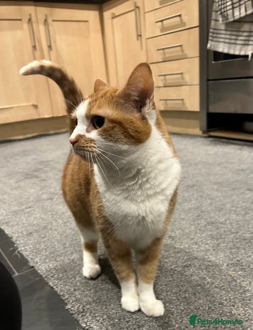 Domestic Shorthair cats Ginger & White Cat - Advert 1