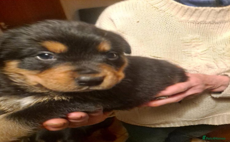 Mixed Breed dogs - Advert 6