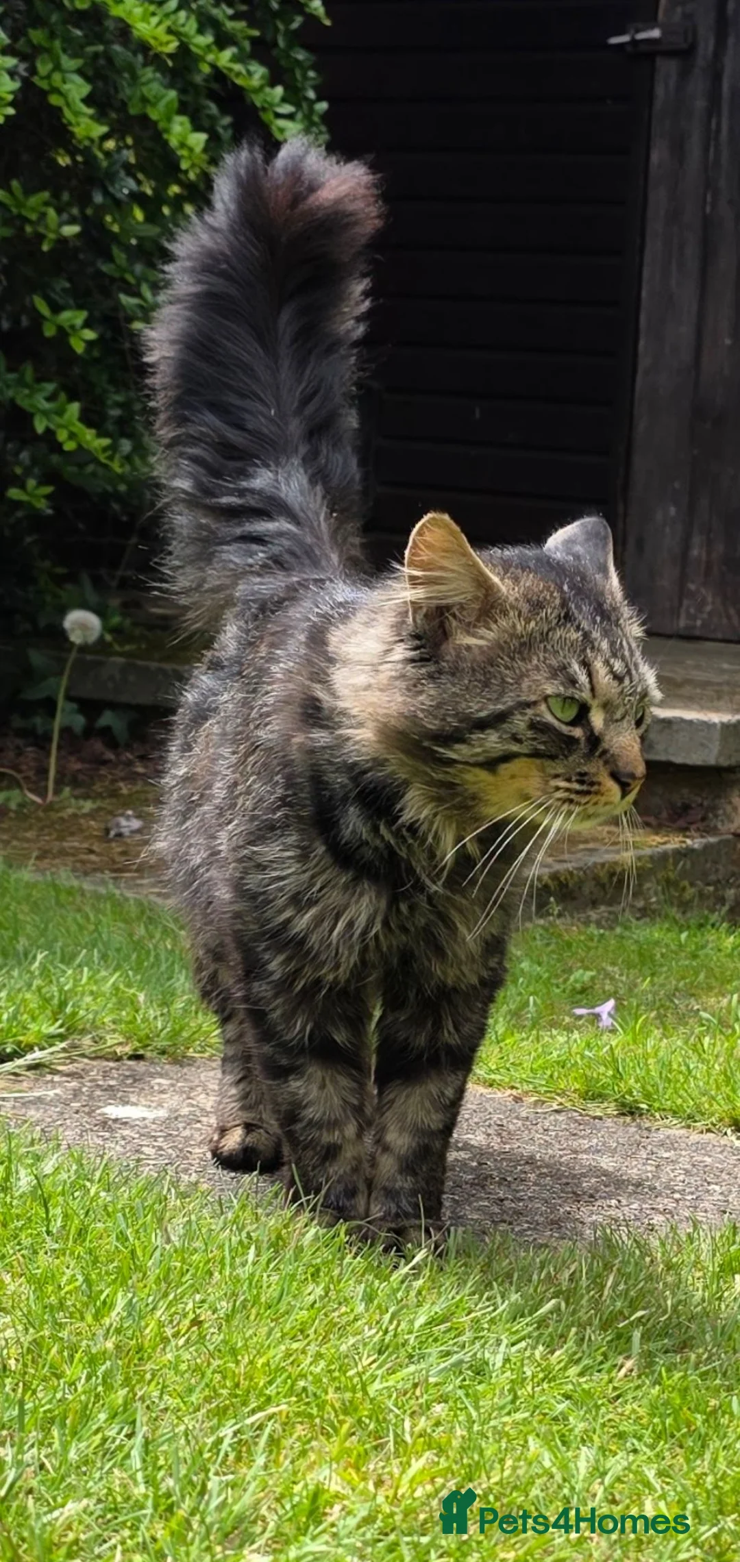 British Longhair cats for sale: Brother and sister rehomed urgently - Advert 29