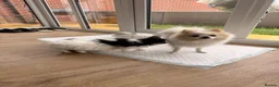 Pomeranian dogs for sale: Rare Colour Pomeranians | Blue & Green Eyes - Advert 14