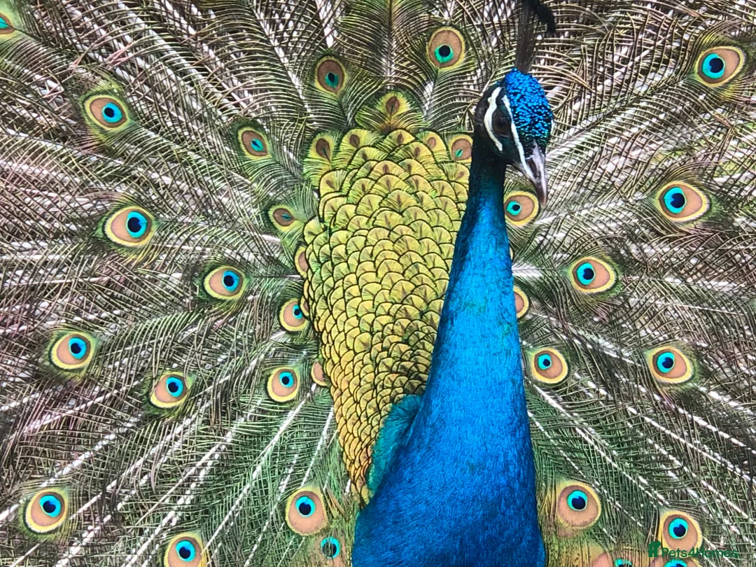 Peafowl poultry for sale: Indian Blue Peacocks for sale (3 males, 1 female)  in High Wycombe - Advert 1