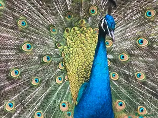 Peafowl poultry Indian Blue Peacocks for sale (3 males, 1 female) - Advert 14