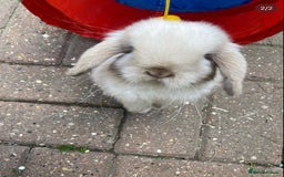 Mini Lop rabbits for sale: Buck  - Advert 1
