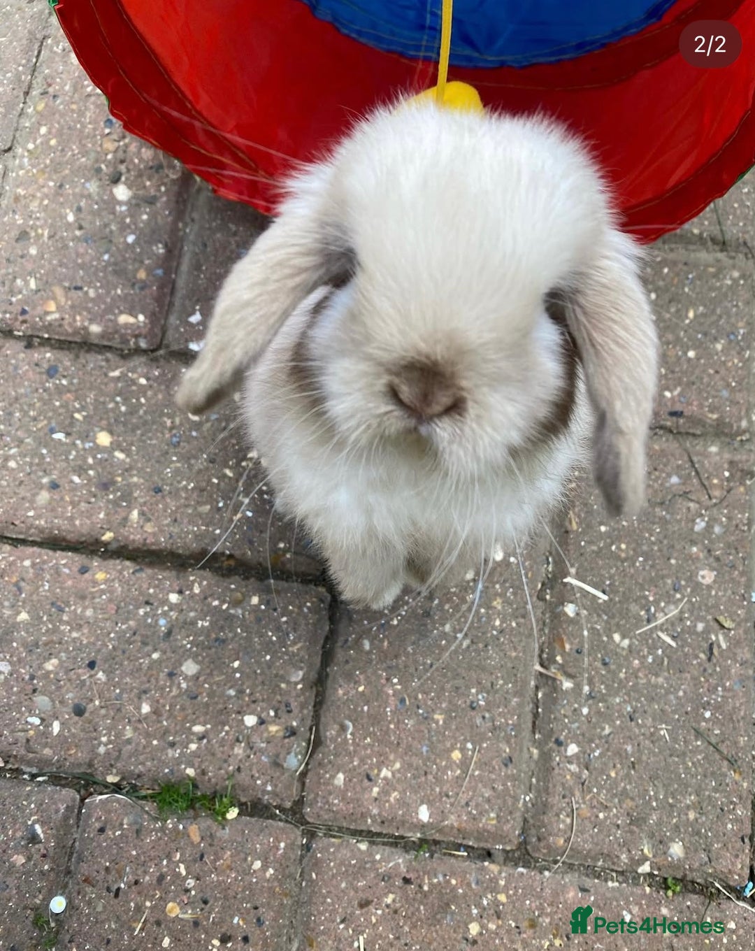 Mini Lop rabbits for sale: Buck  - Advert 1