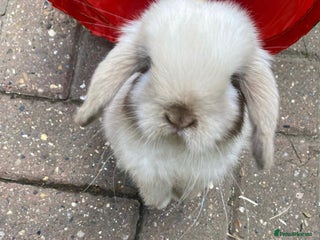 Mini Lop rabbits Buck - Advert 1