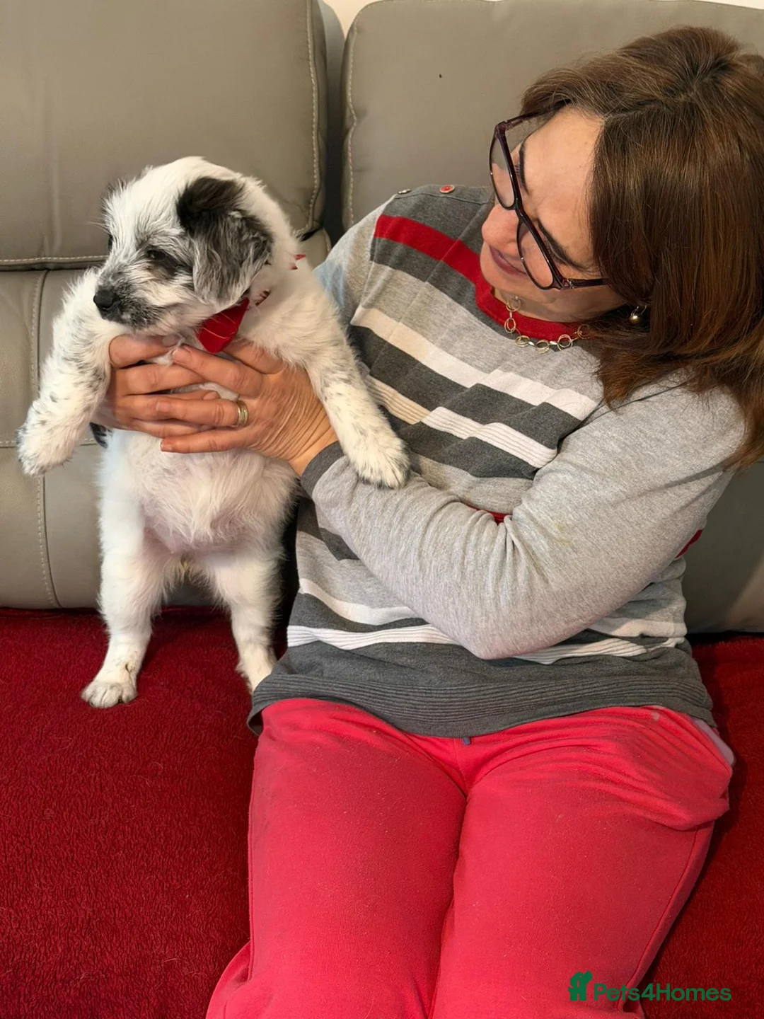 Mixed Breed dogs for adoption: 🐾☁️ SKY – The Little Cloud with a Big Heart ☁️🐾 - Advert 2