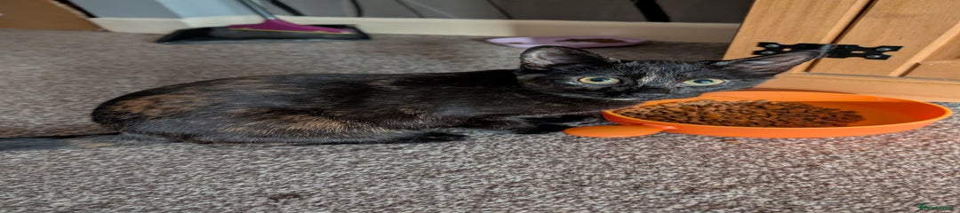 Mixed Breed Kitten 2