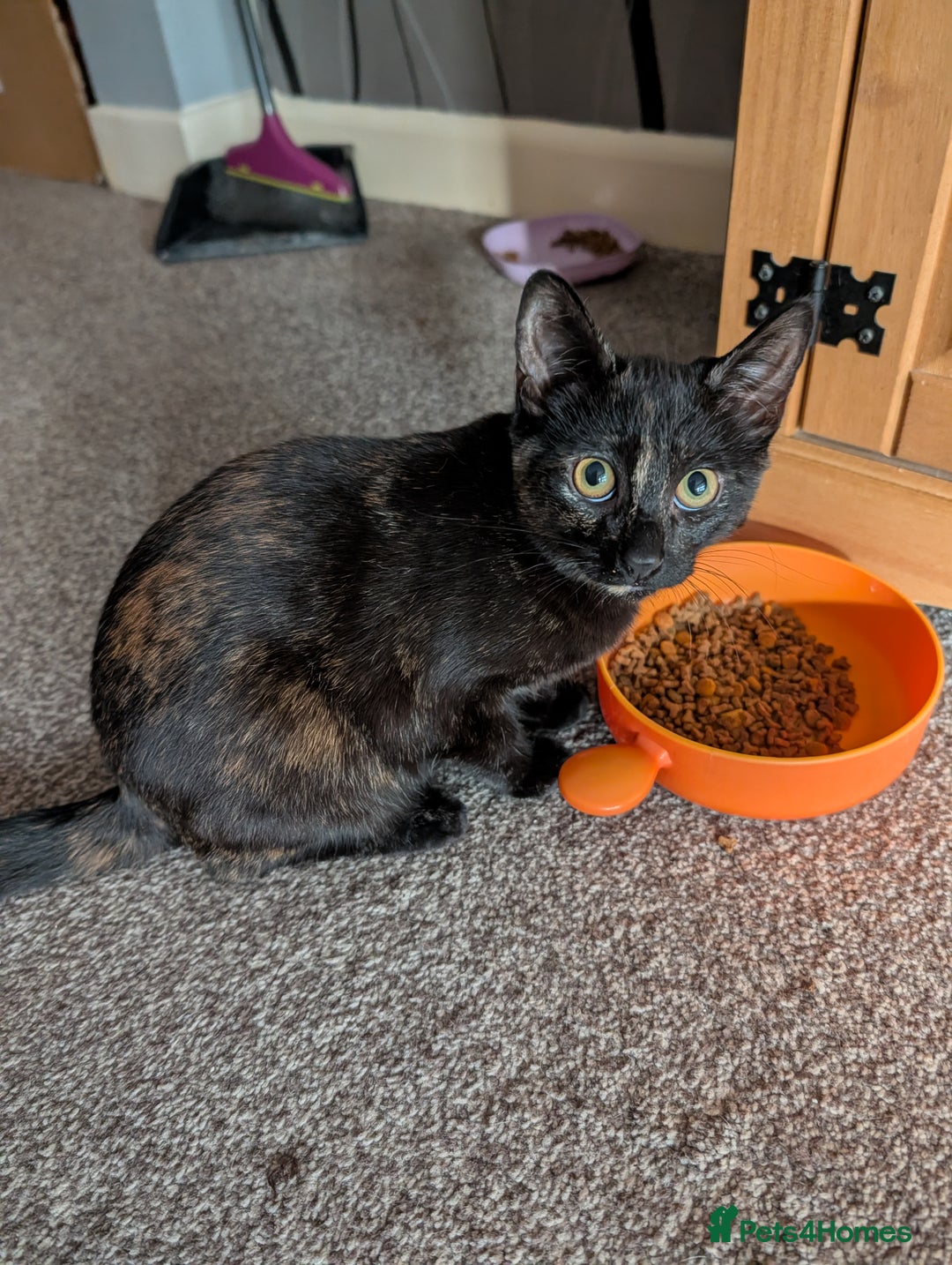 Mixed Breed cats for sale: Cute kittens - Advert 5