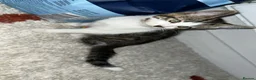 Aphrodite Giant cats for sale: Moose - Advert 9