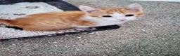 Mixed Breed cats for sale: Kittens - Advert 4