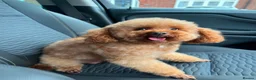 Toy Poodle dogs for sale: Gorgeous dark brown toy poodle for sale in Waltham Cross - Advert 4