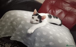 Mixed Breed cats for sale: Gorgeous fluffy sisters in Peterborough - Image 7