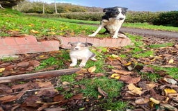 Border Collie dogs for sale: 2 smart Blue merl and two black &white puppies - Image 8