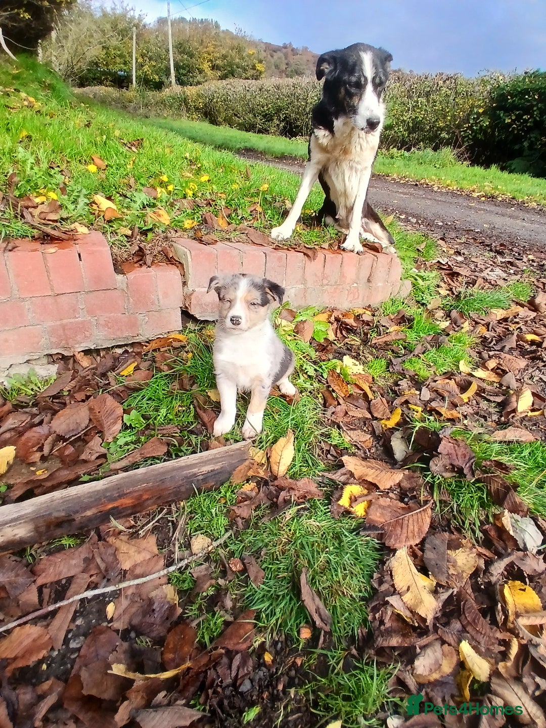 Border Collie dogs for sale: 2 smart Blue merl and two black &white puppies - Image 8