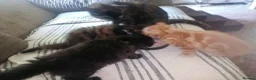 Mixed Breed cats for sale: 3 friendly kittens - Advert 2