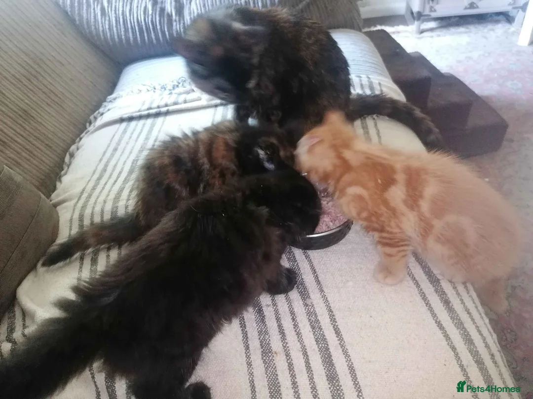 Mixed Breed cats for sale: 3 friendly kittens - Advert 2