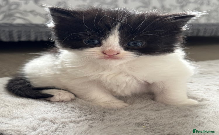 Domestic Shorthair cats for sale in Birmingham - Advert 1