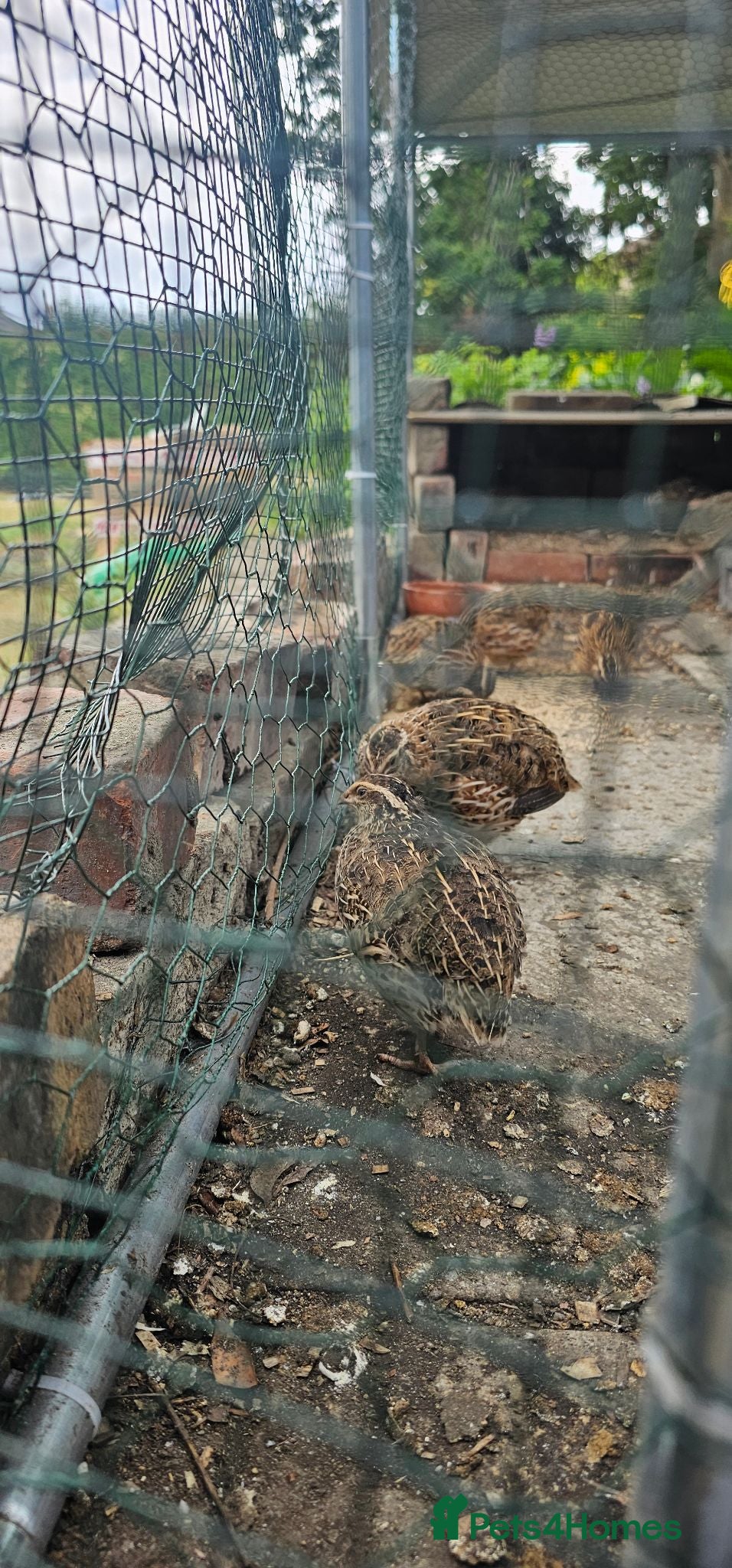 Quail poultry Quials for sale cheap - Advert 3