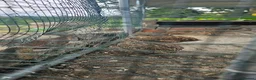 Quail poultry for sale: Quials for sale cheap in Huddersfield - Advert 1