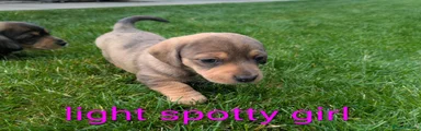 Dachshund 4