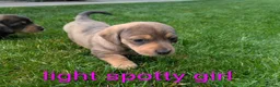 Dachshund dogs for sale: Dachshund pups - Advert 11