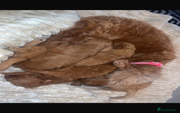 Cockapoo dogs for sale: Beautiful cockapoos  - Image 9