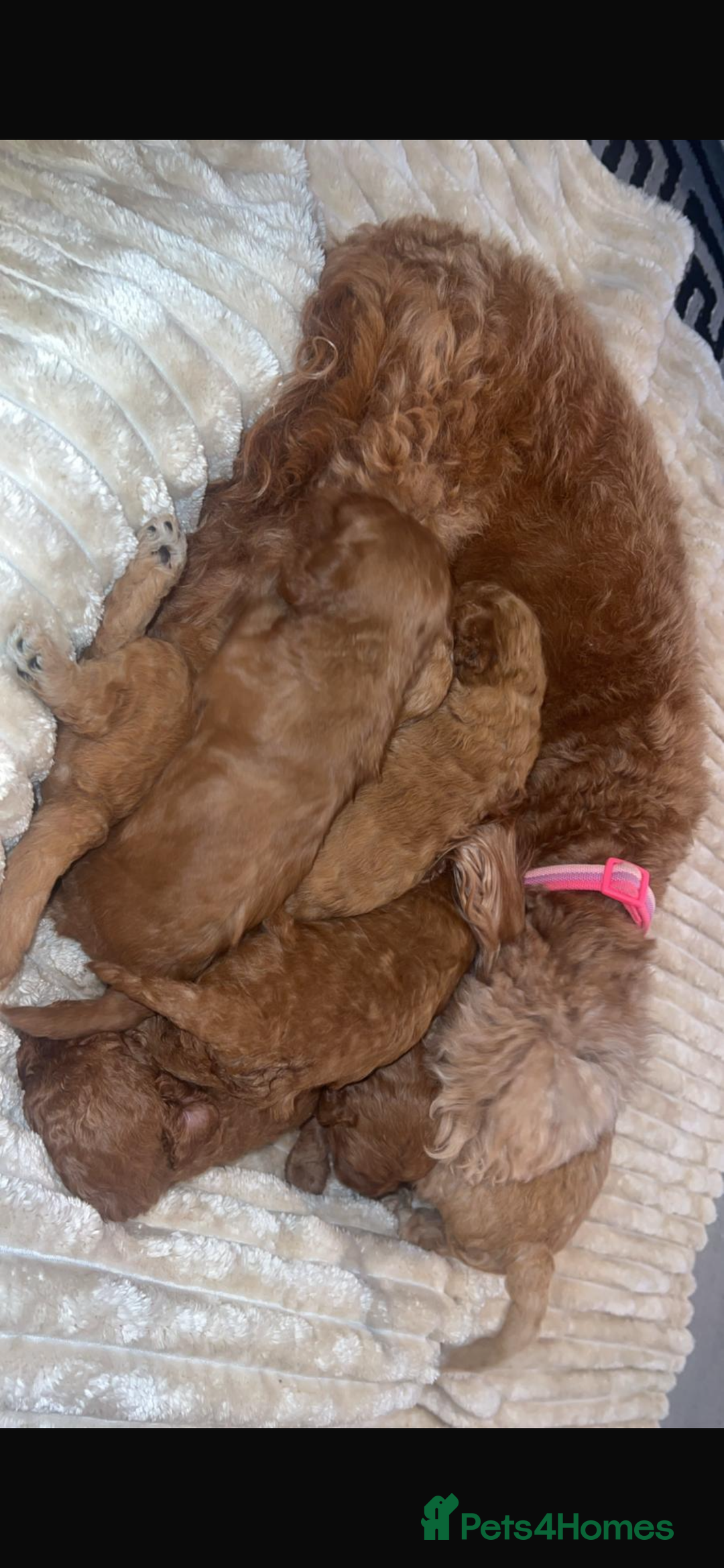 Cockapoo dogs for sale: Beautiful cockapoos  - Image 9