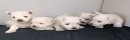West Highland Terrier dogs for sale: RKC west highland white terrier puppies  - Advert 1