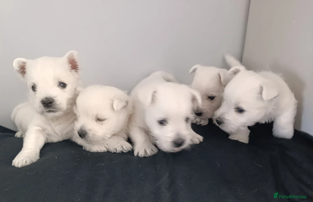 West Highland Terrier dogs for sale: RKC west highland white terrier puppies  - Advert 1
