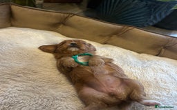 Cavalier King Charles Spaniel dogs for sale: 🫶🏻 Cavalier King Charles 🐶 - Image 15