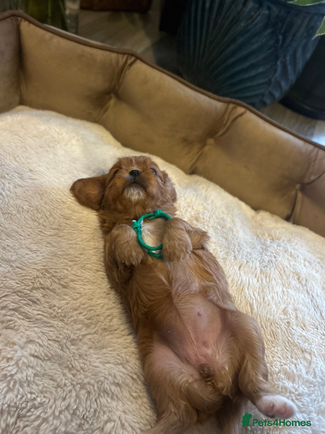 Cavalier King Charles Spaniel dogs for sale: 🫶🏻 Cavalier King Charles 🐶 - Image 15