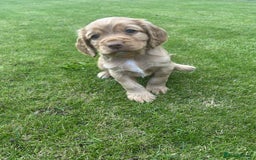 Cocker Spaniel dogs for sale: Cocker spaniel puppies - Image 2