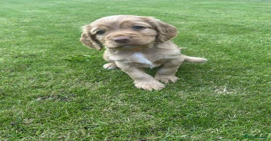 Cocker Spaniel dogs - Advert 16