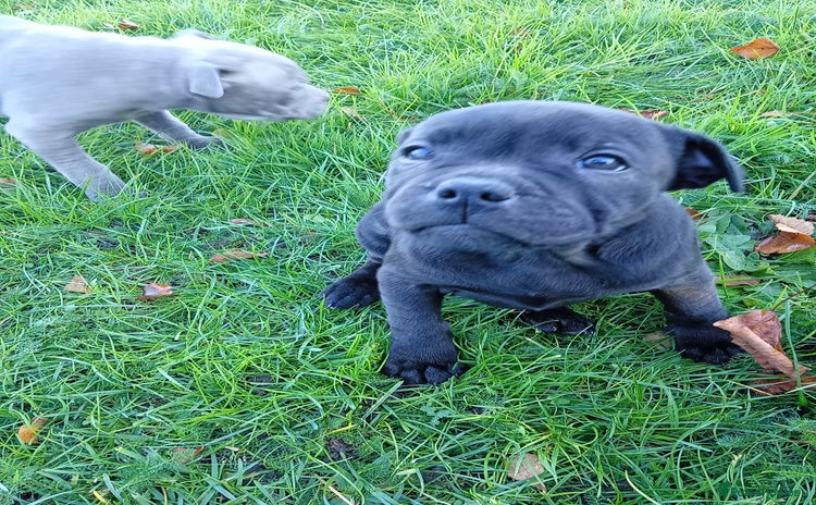 Staffordshire Bull Terrier dogs Staff puppies  - Advert 1