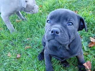 Staffordshire Bull Terrier dogs Staff puppies - Advert 12