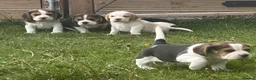 Beagle dogs for sale: Absolutely Stunning Puppies (KC reg) - Advert 3