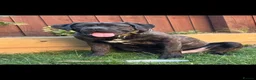 Cane Corso dogs for sale: Bruce in Leicester - Advert 1