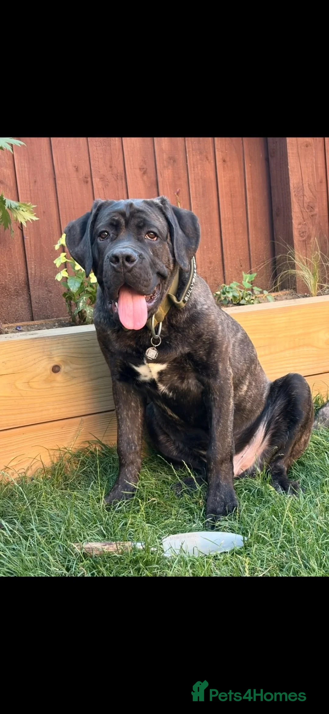 Cane Corso dogs for sale: Bruce in Leicester - Advert 1
